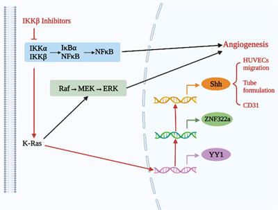 Novel Angiogenic Regulators and Anti-Angiogenesis Drugs Targeting Angiogenesis Signaling Pathways: Perspectives for Targeting Angiogenesis in Lung Cancer